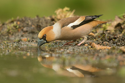 BUITEN BEELD Foto: 353403