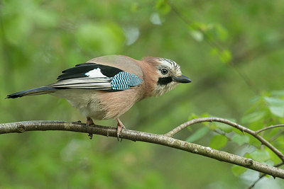 BUITEN BEELD Foto: 353406