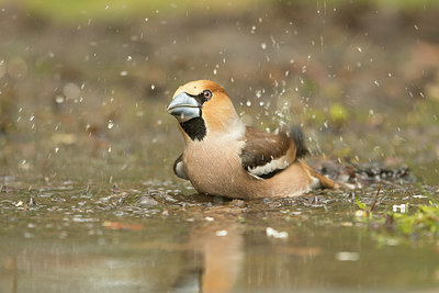 BUITEN BEELD Foto: 353419