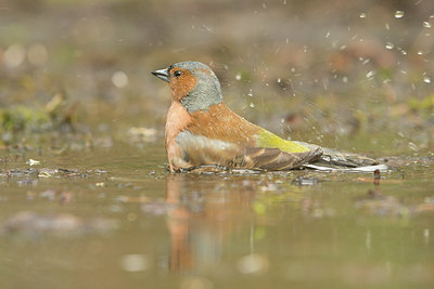 BUITEN BEELD Foto: 353420