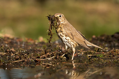 BUITEN BEELD Foto: 353425