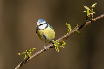 BUITEN BEELD Foto: 353427