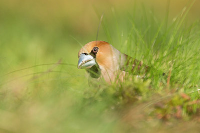 BUITEN BEELD Foto: 353432
