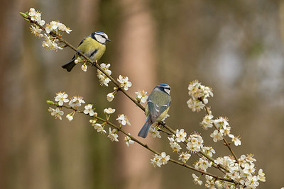 BUITEN BEELD Foto: 353438