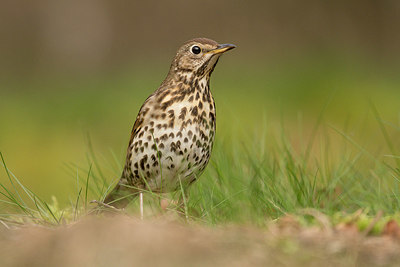 BUITEN BEELD Foto: 353439