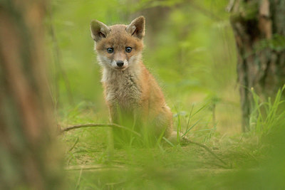 BUITEN BEELD Foto: 353455