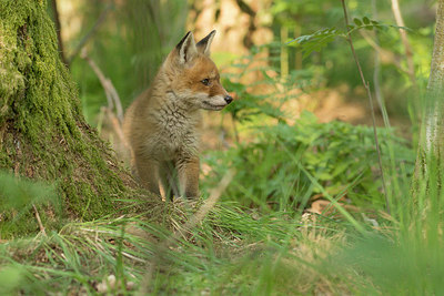 BUITEN BEELD Foto: 353456
