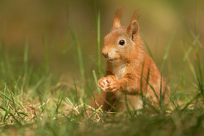 BUITEN BEELD Foto: 353460