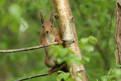 BUITEN BEELD Foto: 353469