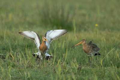 BUITEN BEELD Foto: 353491