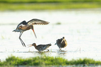 BUITEN BEELD Foto: 353493