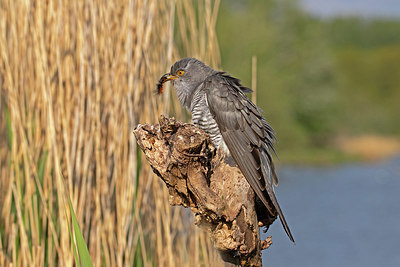 BUITEN BEELD Foto: 353498