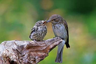 BUITEN BEELD Foto: 353541