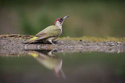 BUITEN BEELD Foto: 353566
