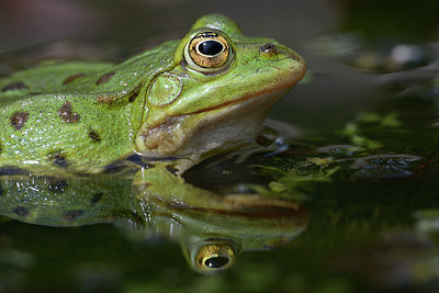 BUITEN BEELD Foto: 353588
