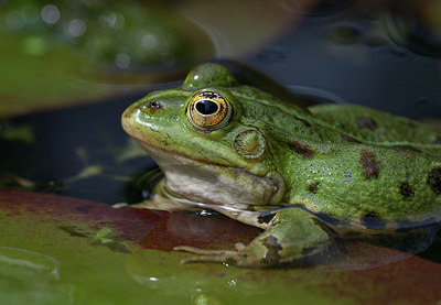 BUITEN BEELD Foto: 353589