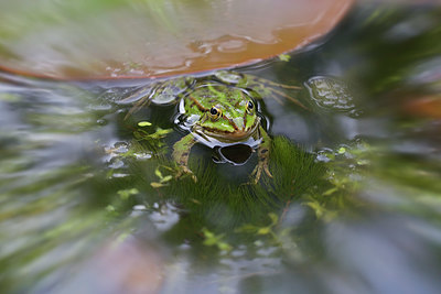 BUITEN BEELD Foto: 353590