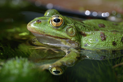 BUITEN BEELD Foto: 353642