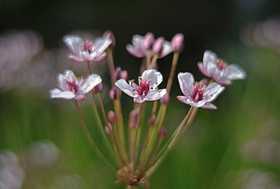 BUITEN BEELD Foto: 353661