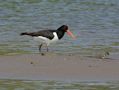 BUITEN BEELD Foto: 353668
