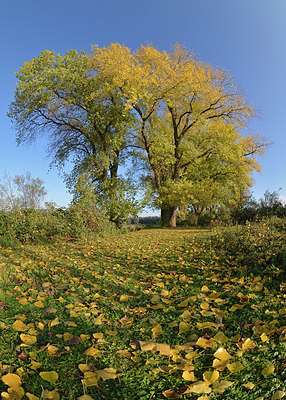 BUITEN BEELD Foto: 353675