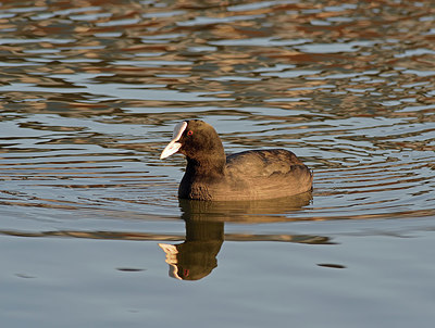 BUITEN BEELD Foto: 353678