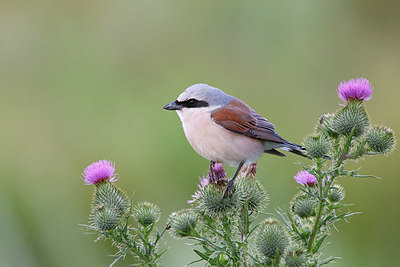 BUITEN BEELD Foto: 353701