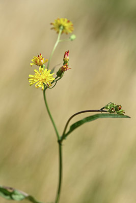 BUITEN BEELD Foto: 353747