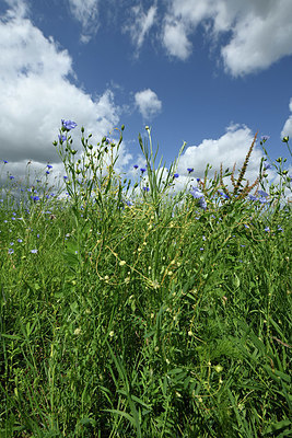 BUITEN BEELD Foto: 353755