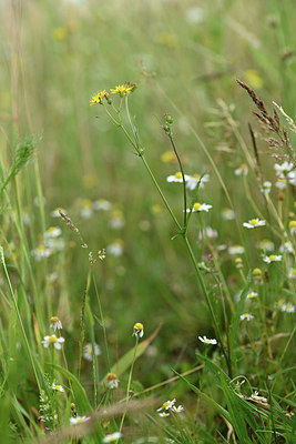 BUITEN BEELD Foto: 353783
