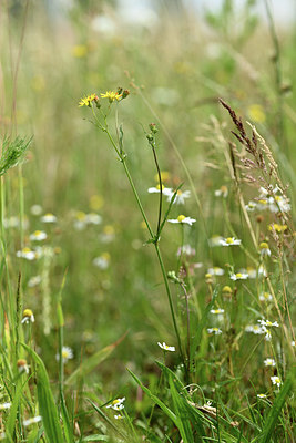 BUITEN BEELD Foto: 353784