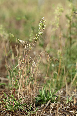 BUITEN BEELD Foto: 353841