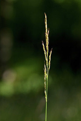 BUITEN BEELD Foto: 353850