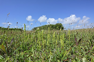 BUITEN BEELD Foto: 353862