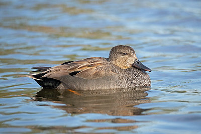 BUITEN BEELD Foto: 353864