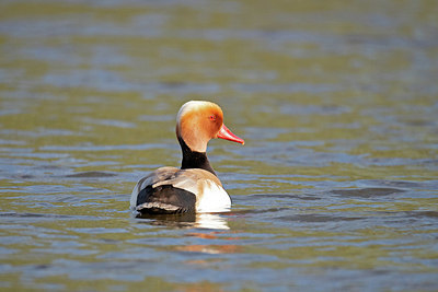 BUITEN BEELD Foto: 353870