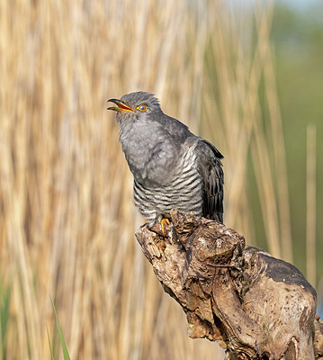 BUITEN BEELD Foto: 353875