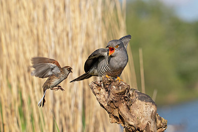 BUITEN BEELD Foto: 353879