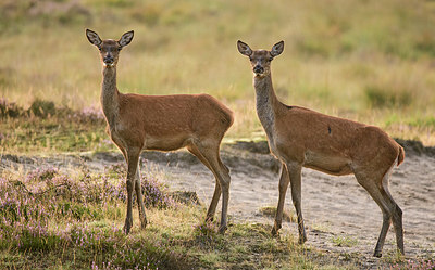 BUITEN BEELD Foto: 353887