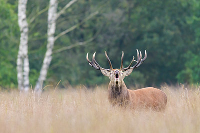 BUITEN BEELD Foto: 353892