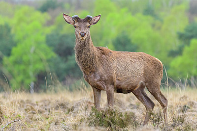 BUITEN BEELD Foto: 353895