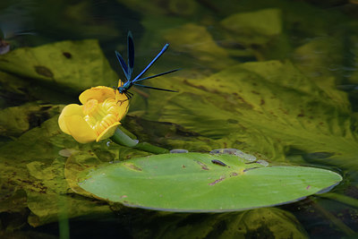 BUITEN BEELD Foto: 353905