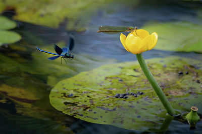 BUITEN BEELD Foto: 353908