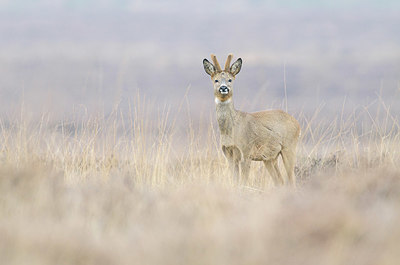 BUITEN BEELD Foto: 353950