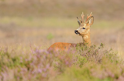 BUITEN BEELD Foto: 353951