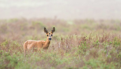 BUITEN BEELD Foto: 353952