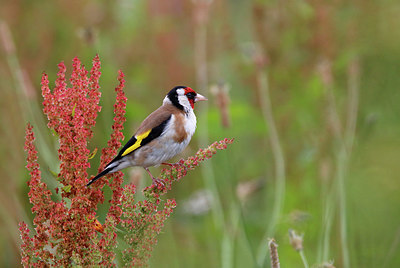 BUITEN BEELD Foto: 353955