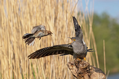 BUITEN BEELD Foto: 353962