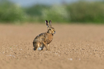 BUITEN BEELD Foto: 353965