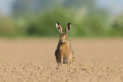 BUITEN BEELD Foto: 353966